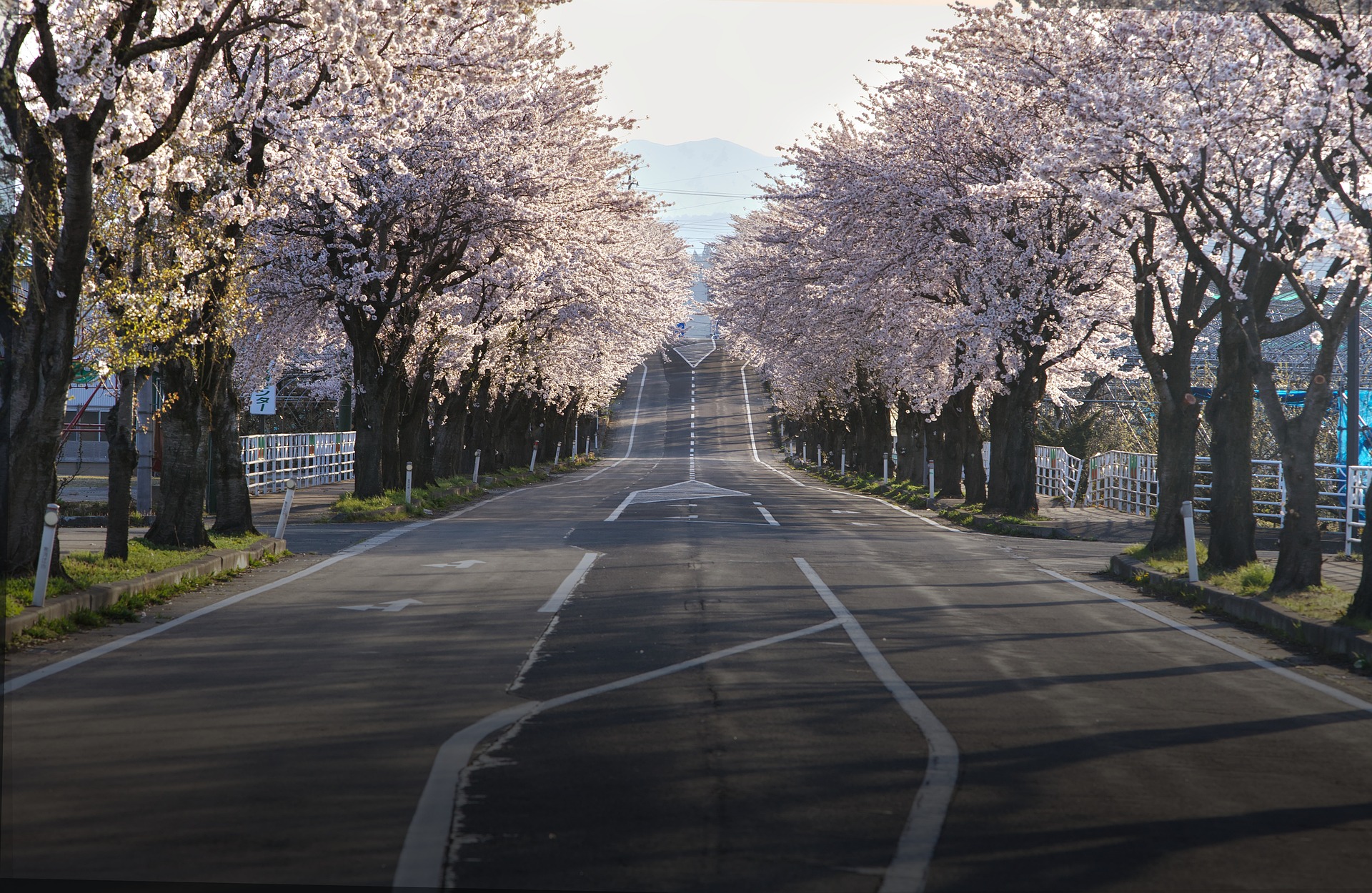 cherry-blossoms-7110279_1920 持続可能な輸送と水産業へ